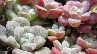 La suculenta más fácil de reproducir. Los sedum🌱