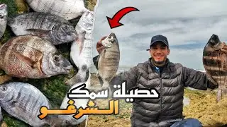 صيد سمك الشرغو من الحجم الكبير مصيد اوزيولت جنوب مدينة بوجدور 🐟🎣😍