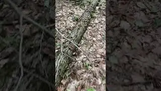 Foraging Wild Hericium Mushroom - Bear Head Tooth Fungi 