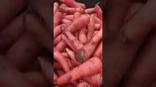 Морковка ранняя мытая.Цена со скидкой 15%.Магазин Сильпо#морковка#цена#скидка#сильпо