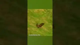 Беркут напал на лису.