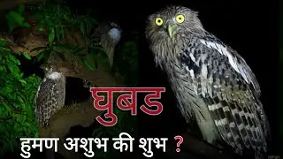 हुमण l घुबड अशुभ कि शुभ | रात्रीचे यात्री #मत्स्यघुबड #fish #owls #viral #reels #trending #indian