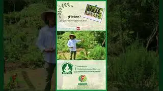 El Saúco  fortalece tu sistemas respiratorio  -FADCAMPO   