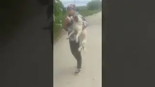 Собака передвигается на двух лапах 😭