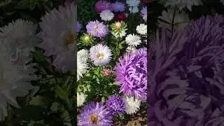 Осенние цветы! 