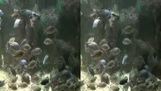 20130820 Small Aquarium 3D