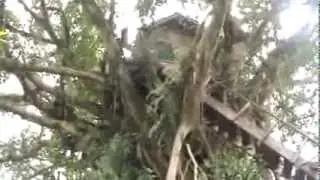 Tanna Tree Top Lodge