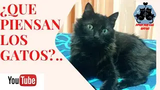 Que piensan los gatos?🤔