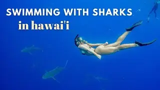 SWIMMING WITH SHARKS IN HAWAI'I!!