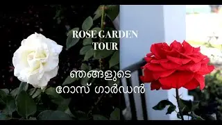 Rose Garden Tour / റോസാപ്പൂക്കൾ - San Jose, California | USA Malayalam vlog