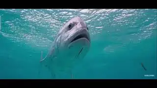 Fish Vs Bird | Who is Winner?