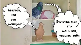 Голубь Рося - Типичный кобель