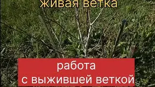 Работа с выжившей веткой.