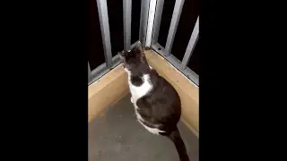 Remy's looking for Lucy part 2