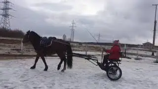 Работа с молодой лошадью.