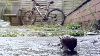 In The Rain - Cameo Microfilm #8