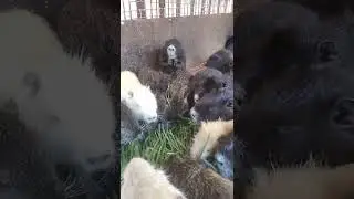 Нутрии и трава, милое зрелище!!!