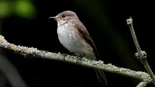 Spotted Flycatcher in South Derbyshire, 23rd June, 2023