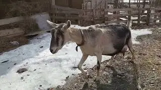 Высокоудойная альпийская коза Рози