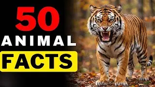 50 Mind-Blowing Animal Facts You’ve Never Heard Before | Wildlife Documentary