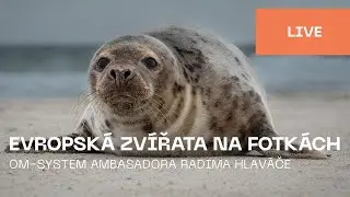 Czech | Evropská zvířata na fotografiích Radima Hlaváče