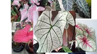 5 tanaman Keladi yang sering muncul di medsos.