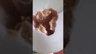 Медовая дынька