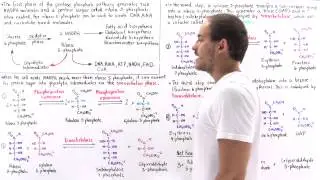 Nonoxidative Phase of Pentose Phosphate Pathway