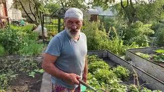 Уход за клубникой