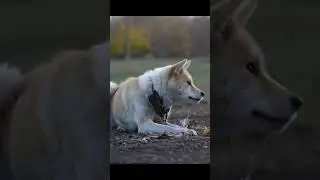 ¿Conocías al Perro Shiba Inu?