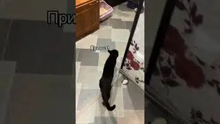 Любовь кота и человека 
