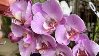 Orchid transplantation into a closed system 🌸 Phalaenopsis Pink Peace 🌸 Phalaenopsis Pink Peace