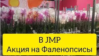 В JMP очень много красивых Фаленопсисов по АКЦИИ