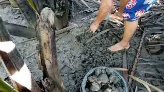 mud shell called tuway
