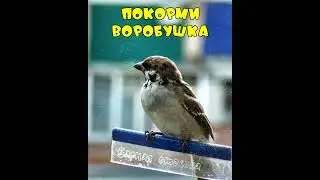 Воробьи в кормушке - Покорми воробушка #sparrow #birdfeeding