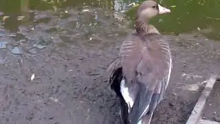 Дикий белолобый гусь