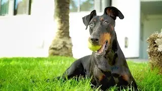 Increible perrita con la espalda rota se levanta y aprende a andar de nuevo !