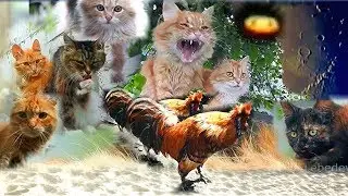 Siberian farm Cats talking July Кошки разговаривают Июль Лето
