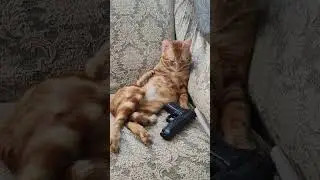 кот АЛЕКС ❤❤❤ Авторитет