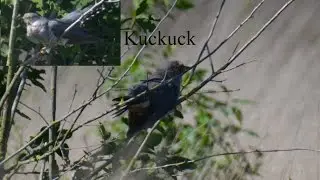 Kuckuck (Cuculus canorus) - Ruft