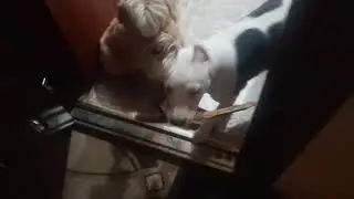 Смех сквозь слезы 😥