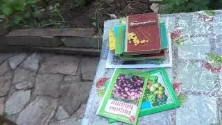 Винограду мороз нипочем на беседке, а на шпалере - хана.