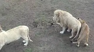 Толстяк Чип!