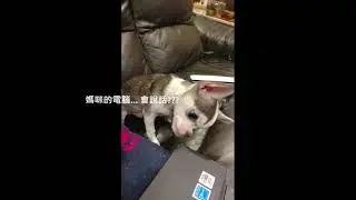 Mr. Dobby's Channel (episode 9) - 技能篇  part 2.
