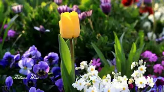 André Rieu - Nightingale Serenade (Toselli Serenade) 