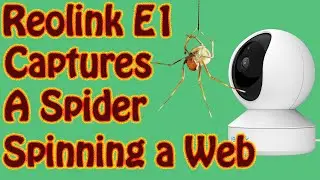 Reolink E1 Wireless Pan Tilt Camera Captures a Spider Spinning a Web - Reolink Security Cam Footage