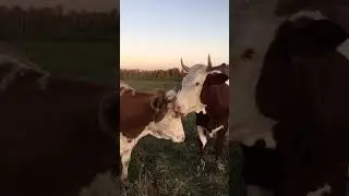 Осенний теплый вечер🧡