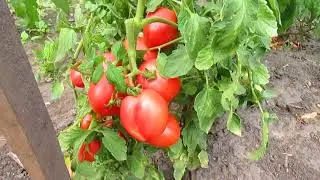 Harvesting tomatoes at the dacha.