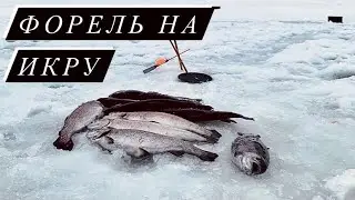 НАСАДИЛ ИКРУ - И ПОНЕСЛОСЬ | Убойный клев форели на Икру |  Ловля форели в Дурыкино