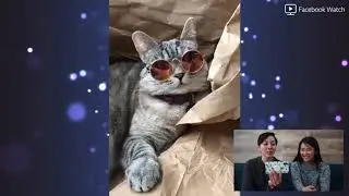 Nala Cat funny moments